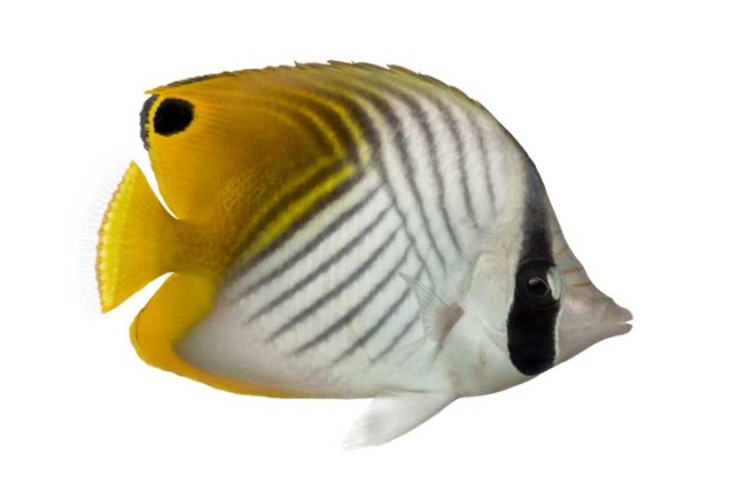 دانلود طرح ماهی سفید و زرد