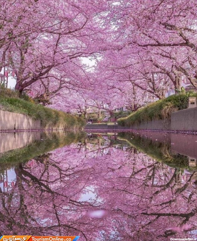 طبیعت صورتی فوق العاده زیبا در ژاپن! + عکس - بهداشت نیوز