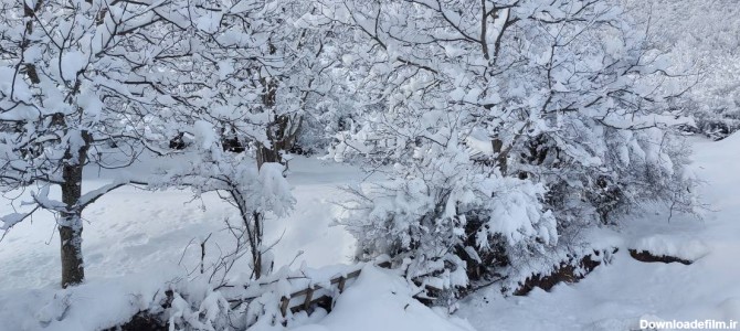 فرارو | (تصاویر) جلوه‌ای زیبا از منظره برفی شمال کشور