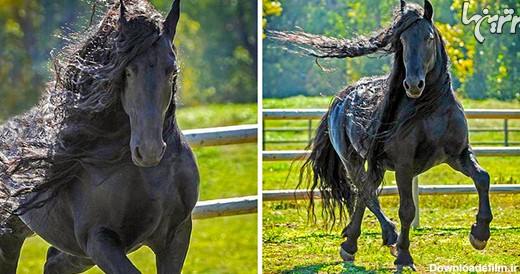 تماشایی ترین اسب های دنیا + تصاویر