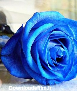 عاشقانه عکس گل آبی برای پروفایل