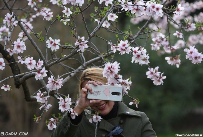 80 عکس جذاب و باکیفیت شکوفه بادام بهاری