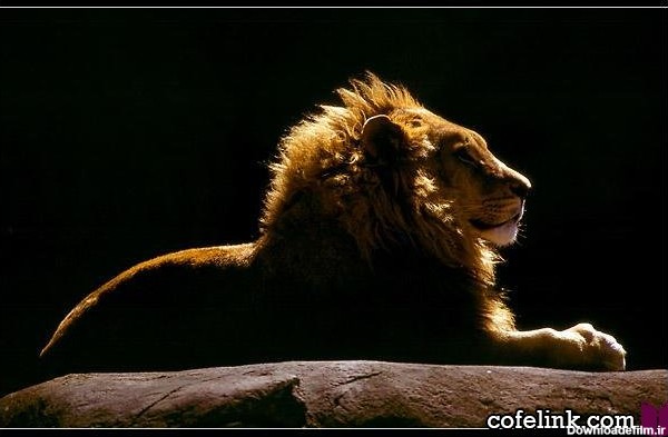 تصاویر حیرت انگیز از شیر، سلطان جنگل - کافه لینک