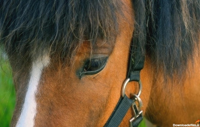 عکس اسب چشم