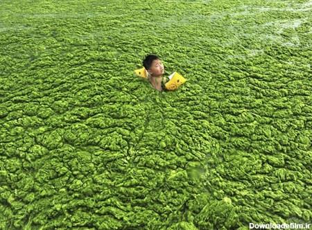 شنا در جلبک‌ های سبز چینی (عکس)