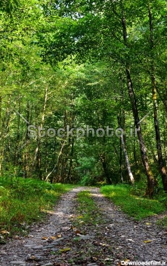 جاده جنگلی - جنگل - طبیعت - استوک فوتو - خرید عکس و فروش عکس و طرح ...