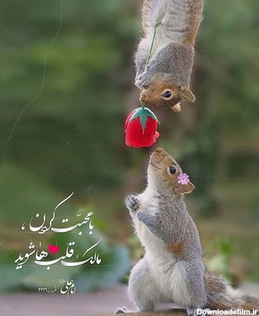 حدیث زیبای امام علی(ع) درباره محبت + عکس نوشته