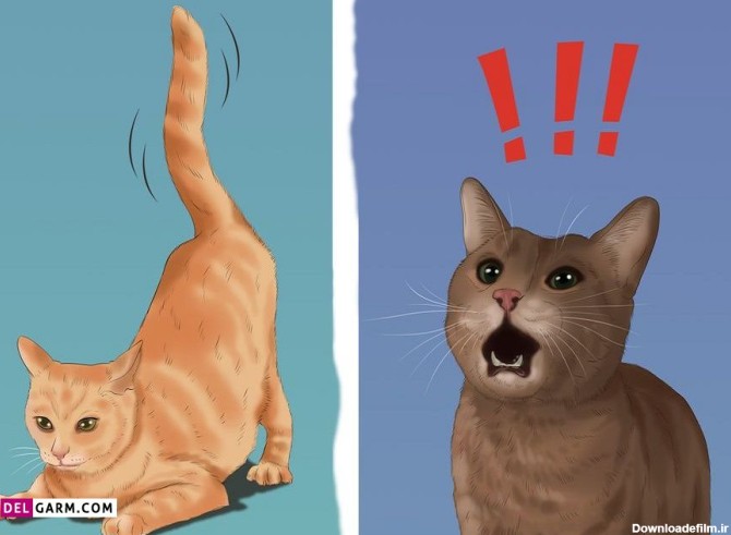 تفاوت ظاهری گربه نر و ماده