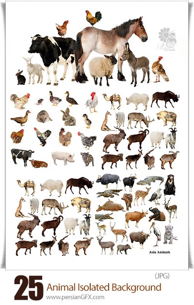 دانلود تصاویر با کیفیت حیوانات اهلی و وحشی، سگ، گربه، گاو، گوسفند، اسب