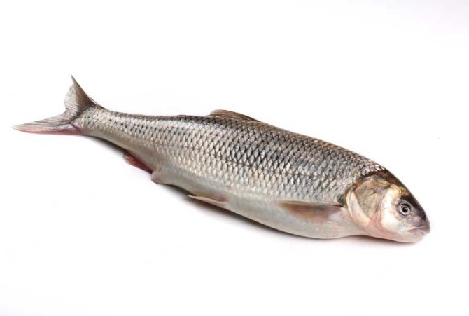 طعمه ماهیگیری برای صید ماهی سفید
