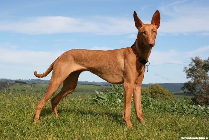 همه‌ی نژادهای سگ شکاری را بشناسیم - مهارت آموزی به هدف تولید