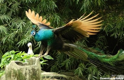 طاووس در حال فرود