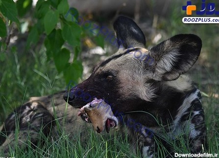 سر آهو در دهان سگ وحشی +عکس | یک عکاس حیات وحش در بوتسوانا - هارپی ...