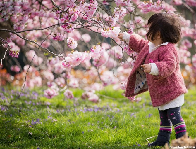 خبرآنلاین - پیک نیک ژاپنی زیر شکوفه های گیلاس