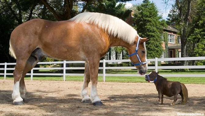 ملاقات بزرگترین و کوچکترین اسب‌های دنیا+تصاویر | خبرگزاری ...