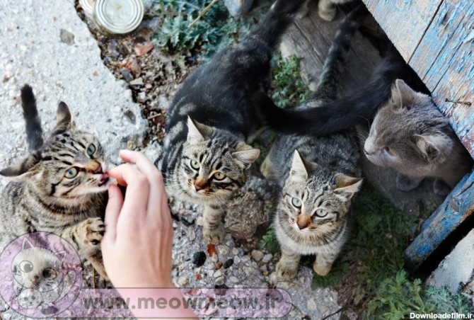 گربه های خیابانی از چه چیزی خوششان می آید؟