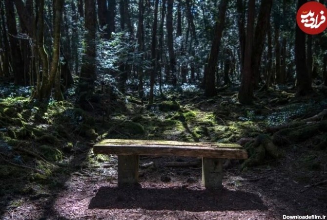 ۱۵ حقیقت تاریک درباری « جنگل خودکشی » در ژاپن/ عکس - خبرآنلاین