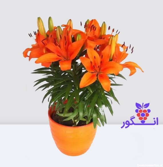 سفارش آنلاین سبد لیلیوم نارنجی (3 عددی) | گلفروشی آنلاین انگور