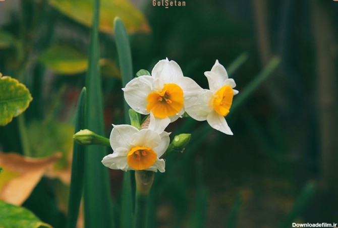 گل نرگس از جمله گلهای ماه تولد آذر