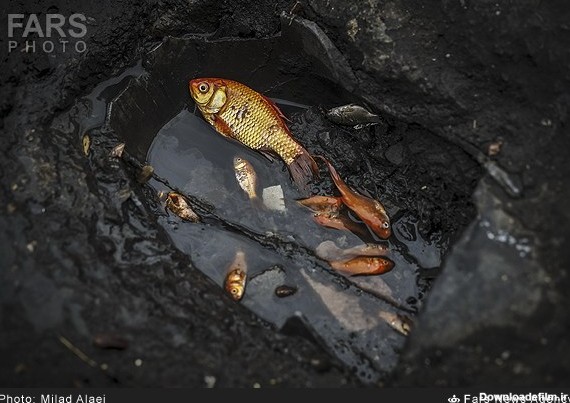 مرگ ماهی قرمز | خبرگزاری فارس