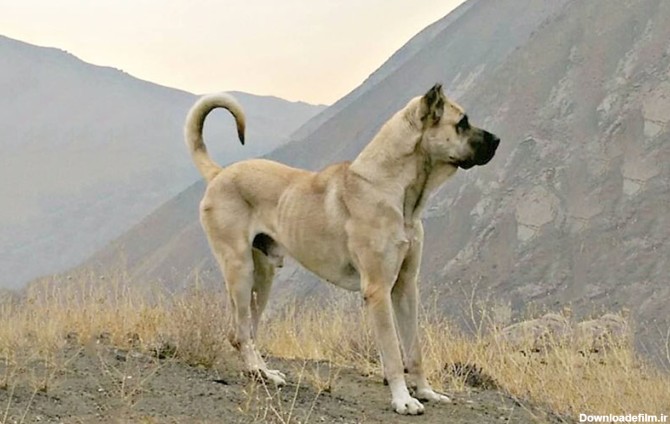 سگ سرابی - ویکی‌پدیا، دانشنامهٔ آزاد