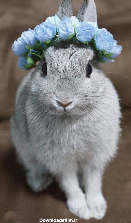 مجموعه عکس خرگوش های بامزه و ناز برای پروفایل | ستاره