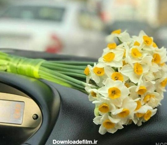 عکس گل نرگس در ماشین