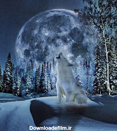 عکس گرگ و ماه در برف