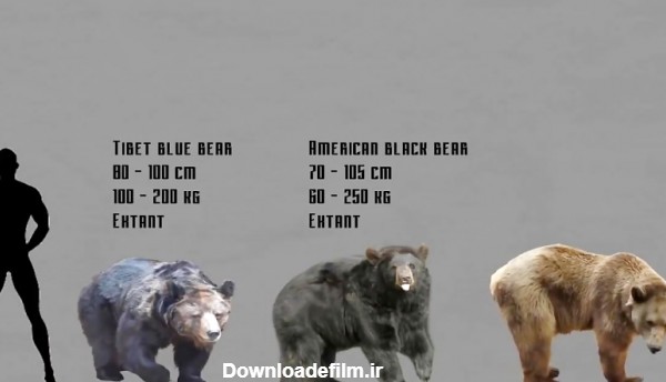 مقایسه سایز خرس های امروزی و ماقبل تاریخ-دیدنی
