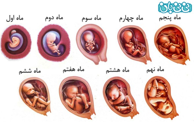 عکس بچه در شکم مادر سه ماهه