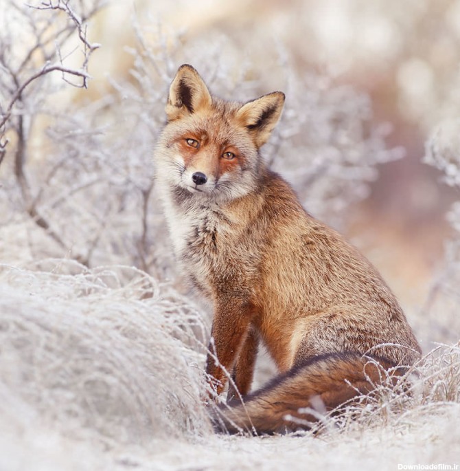 آخرین خبر | ژست های جالب روباه ها