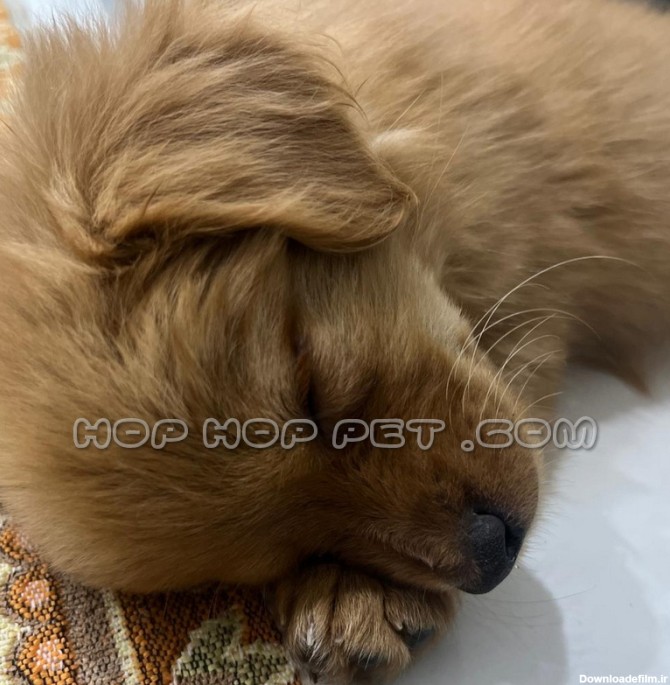توله سگ گلدن رتریور ماده دو ماهه - فروشگاه هاپ هاپ پت | فروش سگ ...