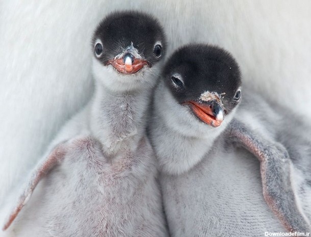 عکس های بچه پنگوئن ها