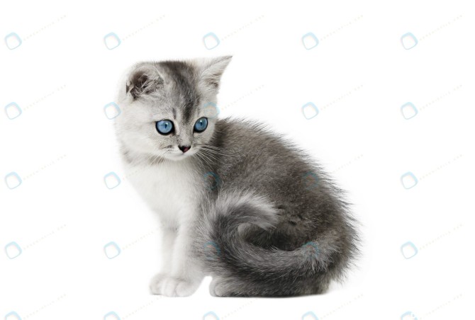 استوک بچه گربه چشم آبی در پس زمینه سفید - مرجع دانلود فایلهای دیجیتالی