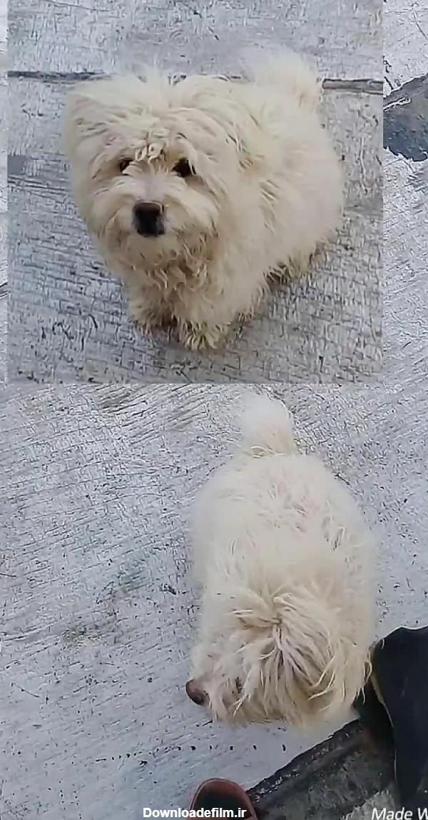 عکس سگ پاکوتاه ایرانی
