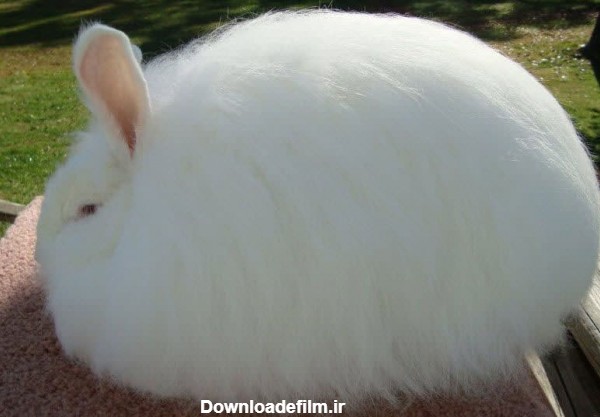 خرگوش آنگورا | خرگوش | خرگوش غول پیکر | خرگوش پشمی | فنی