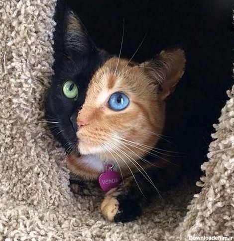 تصاویری از گربه های ملوس و بامزه دنیا (+عکس)