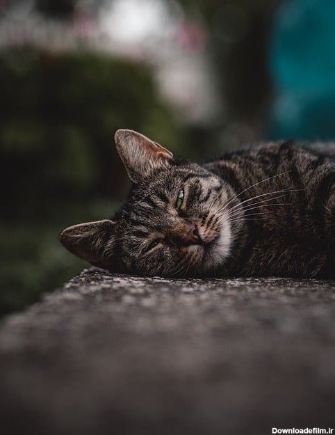 گربه گربه حیوان خانگی خسته خواب آلود زیبا توسط OffiDocs برای