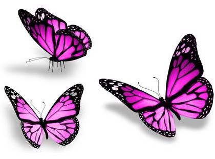 پروانه سه پروانه بنفش، جدا شده بر روي زمينه سفيد