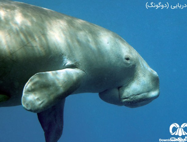 گاو دریایی|پستانداران دریایی ایران|گاو دریایی در جهان