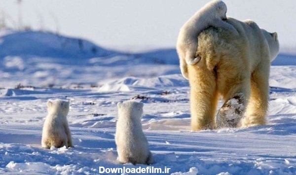 عکس: بازی جالب خرس قطبی مادر با توله‌هایش!