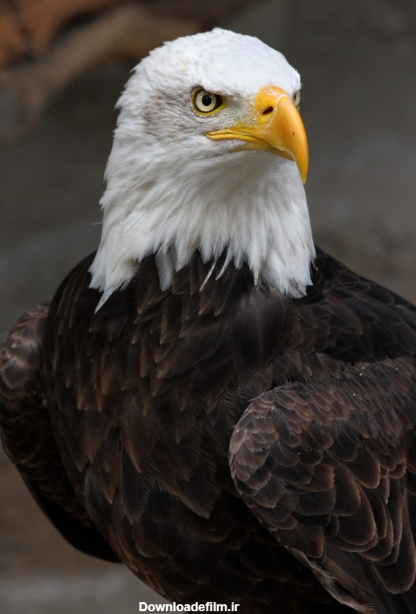 عقاب سرسفید - ویکی‌پدیا، دانشنامهٔ آزاد