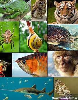 جانوران - ویکی‌پدیا، دانشنامهٔ آزاد