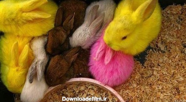 عکس خرگوش های رنگی - عکس نودی