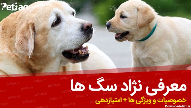 معرفی نژاد سگ ها + جدول امتیاز دهی - مجله حیوانات خانگی پتیان