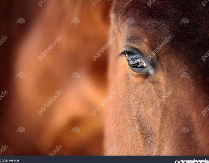 عکس از چشم اسب