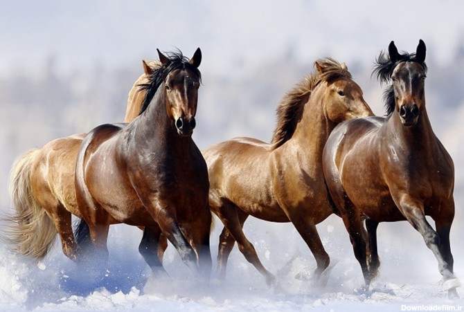 حقایق جالب درباره اسب‌ها+عکس