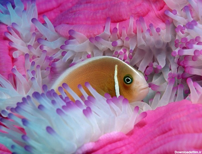 تصاویر زیبا از ماهی های آکواریومی و زینتی