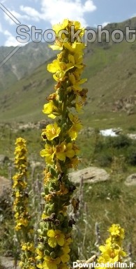 گل زرد وحشی کوهی - کوهستان - طبیعت - استوک فوتو - خرید عکس و ...