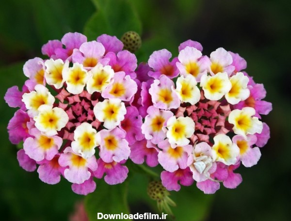تصاویر زیباترین گلهای جهان که جذابیت ویژه ای دارند
